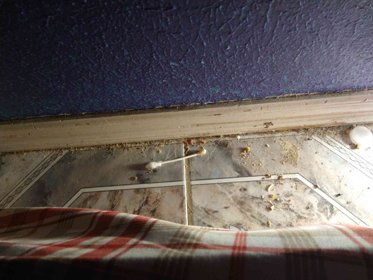 firstmaple_'s tweet image. #smegma #selfie