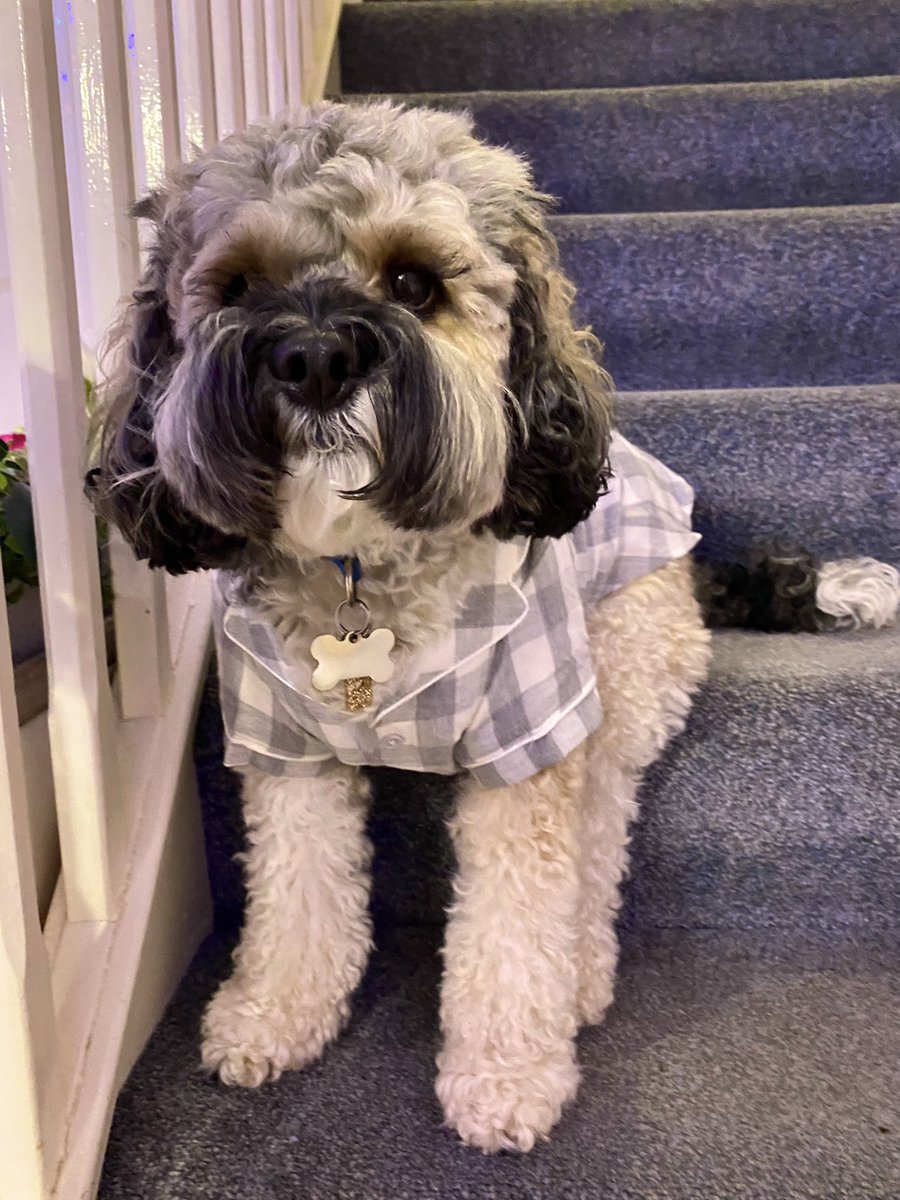 Chums! Because we’re saving some Pennies on Heating, I now wear Pajamas at night to keep warm. I think I look rather Dapper in my PJ’s. What do you think? ❤️❤️ #BabyDog #dogsoftwitter #dogs #sundayvibes