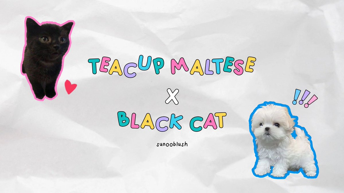 sunooblush's tweet photo. — teacup maltese x black cat the series ⭐️ https://t.co/Tp7byQbfpc