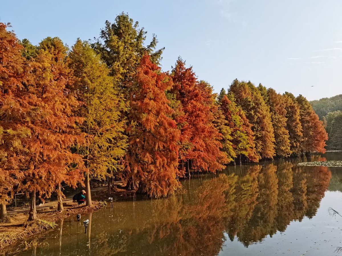 panpan06456644's tweet photo. 初冬的燕雀湖美得很🍁🍂 https://t.co/mUf9TaDV7u