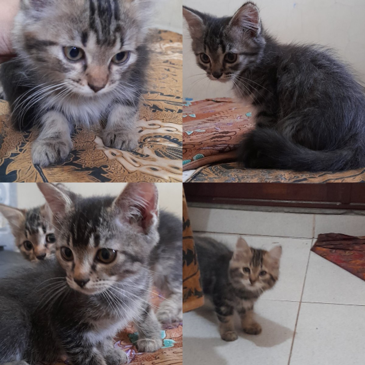 hanchannie__'s tweet photo. OPEN ADOPT KUCING FREE dom Bekasi, Tambun Selatan
mix dom umur 3bln udh bisa pup pip sendiri dipasir, udh bisa mam df, syarat provet, amanah & bertanggung jawab.
3 betina, 1 Jantan
#OpenAdopsi #Kucing https://t.co/ofwVsexGjI