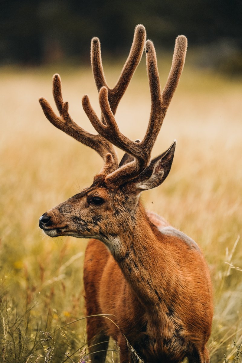 HHeartspace's tweet photo. DEER SPIRIT ANIMAL!
When you have the #deer as #spiritanimal,
you are #highlysensitive & have a #strongintuition.
By affinity with this #animal, you have the #power to
deal with #challenges with #grace. You #mastertheart
of being both determined & gentle in your approach. https://t.co/tAULHOIkW2