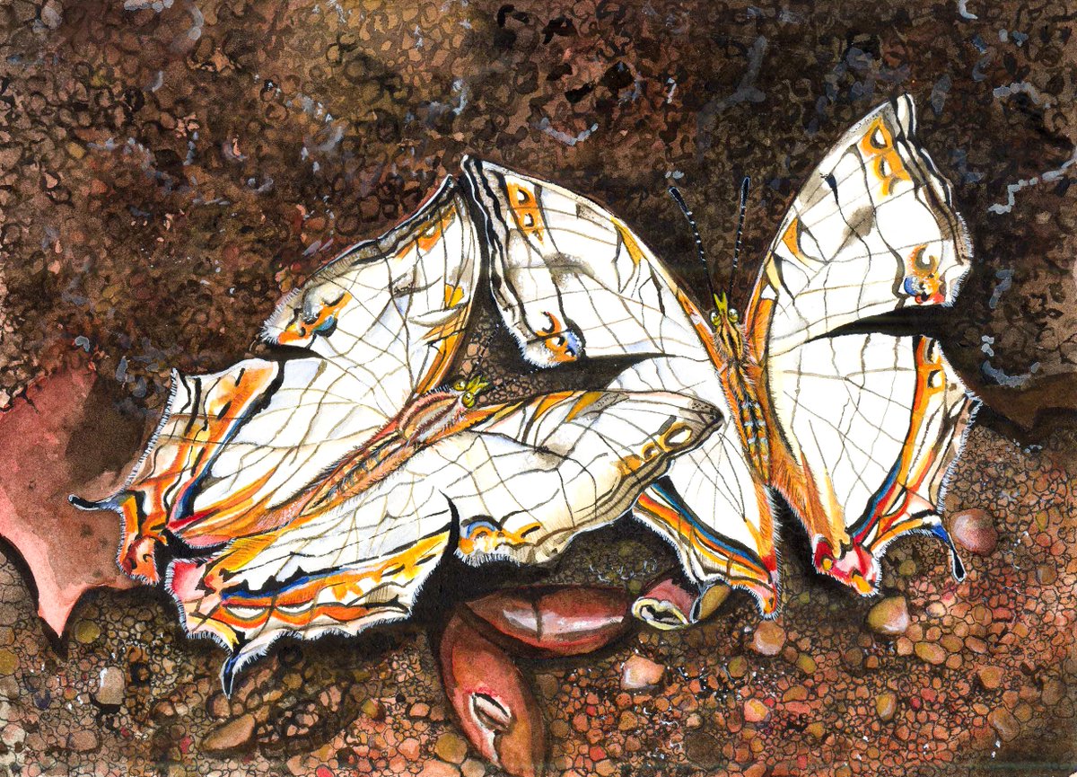 Common Map (Cyrestis thyodamas) feeding on a dead crab.

#watercolourillustration #Watercolor #artforconservation #butterflies