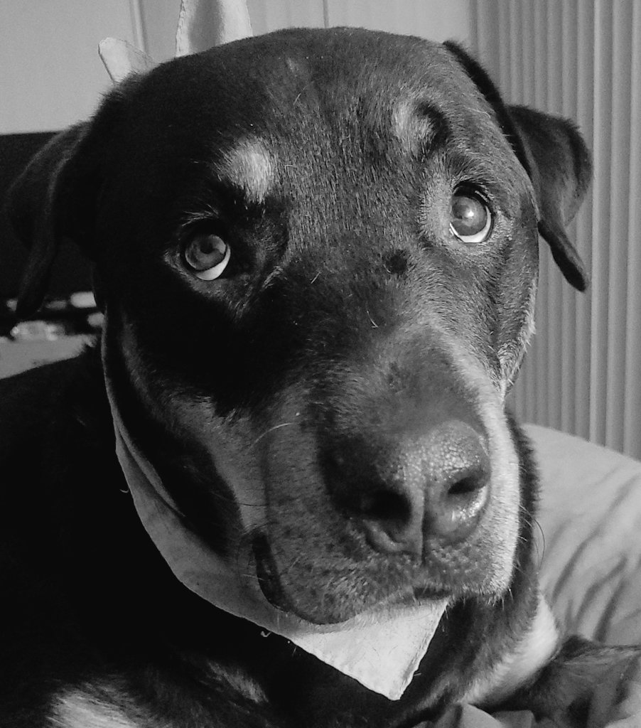 Team Servicerottie🇨🇦🐕‍🦺🦽 tweet media