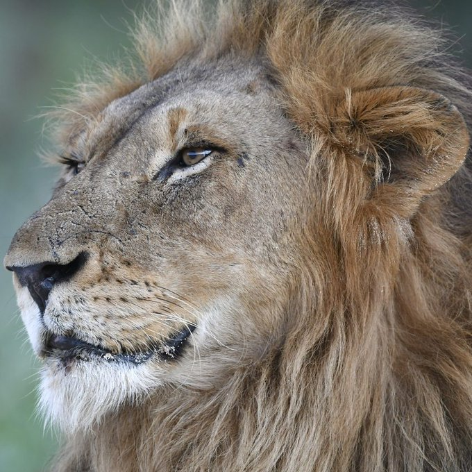Mauve_Rebel's tweet photo. A king joins his eternal kingdom, a herd of buffalo against you was too hard a fight...๐๐
RIP my beautiful big boy Dark Mane.
Your brother and daughter are waiting for you ๐ฆ๐ฆ
@LIONLOVERS5 #DarkMane https://t.co/9ZMJWvZpMH