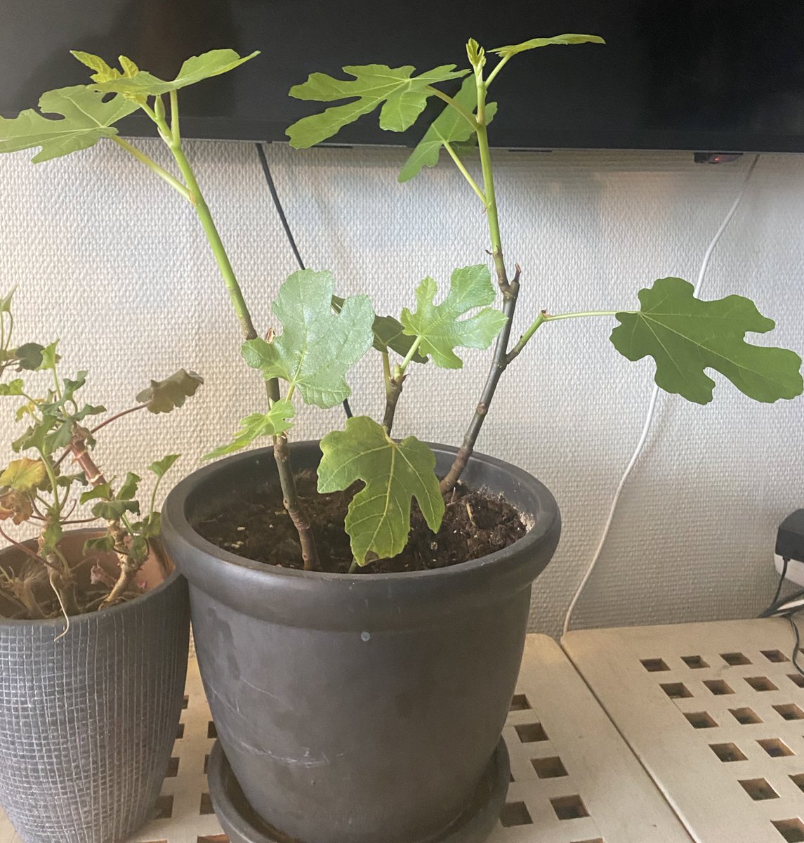vendicti's tweet photo. Nån som är helt obrydd av snö. 😍🍀 #fikon #figtree #stickling #balkongodling https://t.co/9WmqjAJdgA