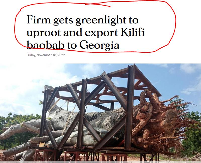 wamuathe's tweet photo. Uprooting of baobab trees in Kilifi County for export to Georgia by Ariba Sea Weed is unacceptable plunder of our resources. Stop It!
@UNEP_Africa @KeForestService @NemaKenya @CITES @USAmbKenya @HonTuya @MamaRachelRuto @WilliamsRuto @NationAfrica @paulakahumbu @mohammedhersi https://t.co/CdDNQ6Z9tK
