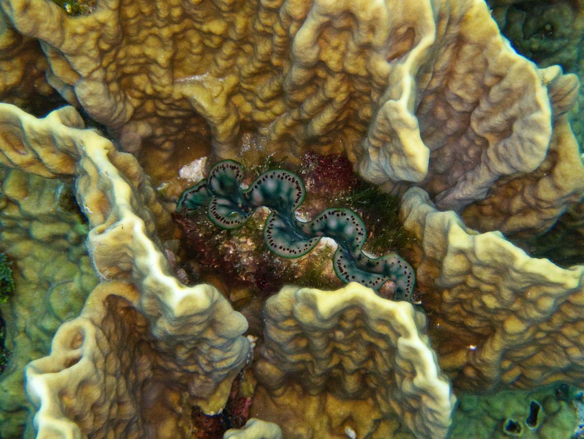OctoVig's tweet photo. Another #baby #giantclam in the #coral at #gunbeach #guam #hafaadai #halfaday #coralreef https://t.co/tZ2NBgloLP
