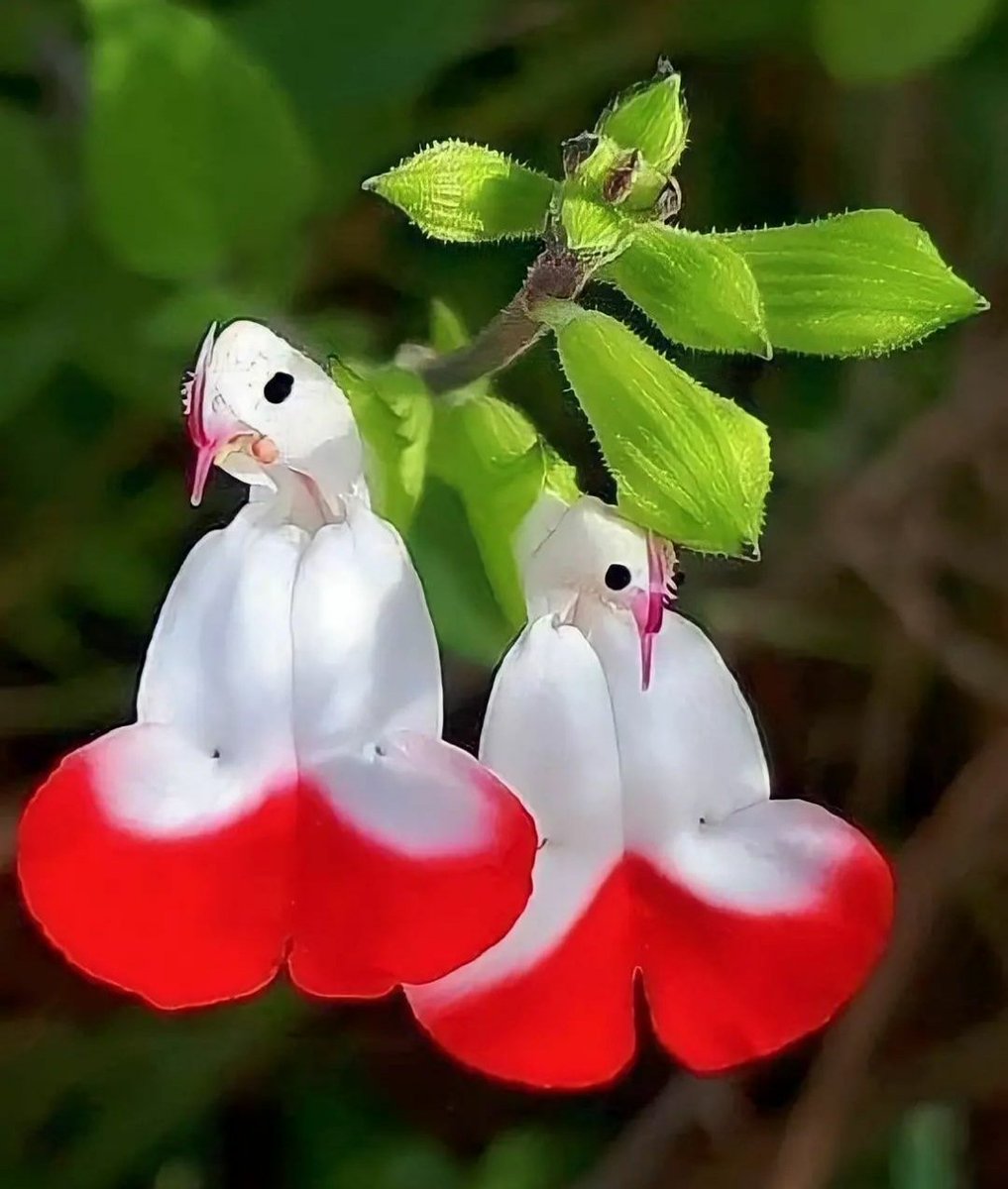 wardatuljannah3's tweet photo. 🌹♥️🌹
#SelfReminder

سُبْحَانَ اللَّهِ وَبِحَمْدِهِ ، سُبْحَانَ اللَّهِ الْعَظِيمِ .. 
Ringan di lidah berat di timbangan  (pahala)
♦️♦️

Barang siapa yang niatnya baik, maka harapannya pun akan tercapai.

(Al-Habib Abdullah Al-Haddad)
#CoPast🌹🌹 https://t.co/8moZIUtnE6