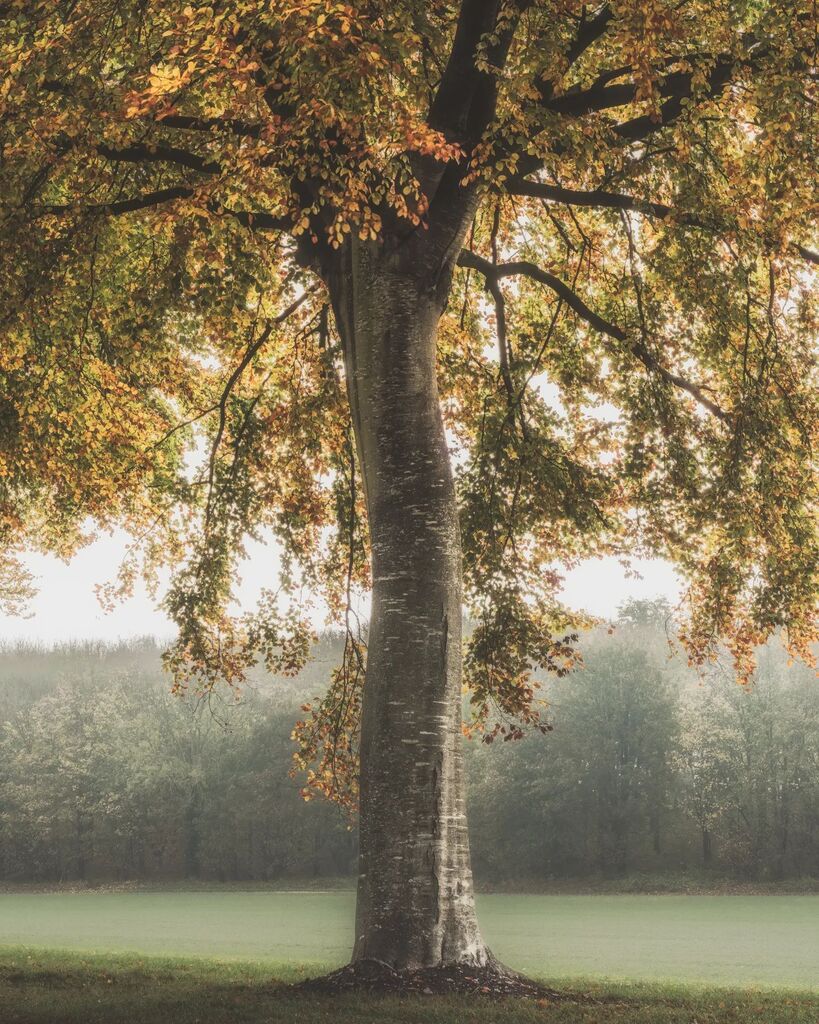 Autumnal mornings are always a bit special at Moor Crichel.
.
#gloriousbritain #moodnation #worldshares #getoutside #sunrise #autumn #autumnvibes #november #yourbritain #englandsbigpicture #earthlandscape #england #visitengland#bbcearth #treesofinstagram… instagr.am/p/ClLHc1gDwuc/