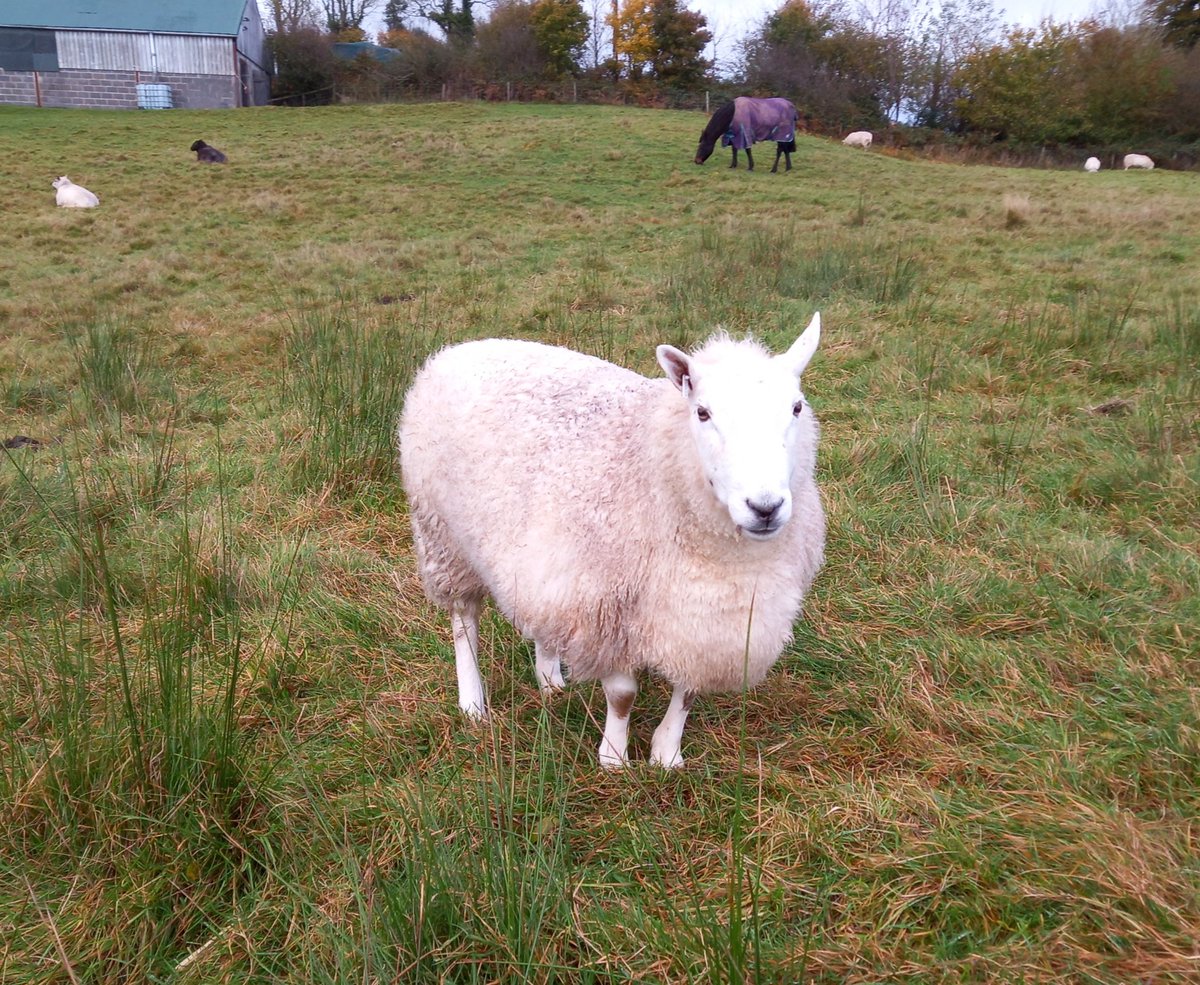 Have a super Sunday with love from Scallywag

#animalsanctuary #sheep365 #Sunday #nonprofit #AmazonWishList #AnimalLovers #foreverhome #welshsheep