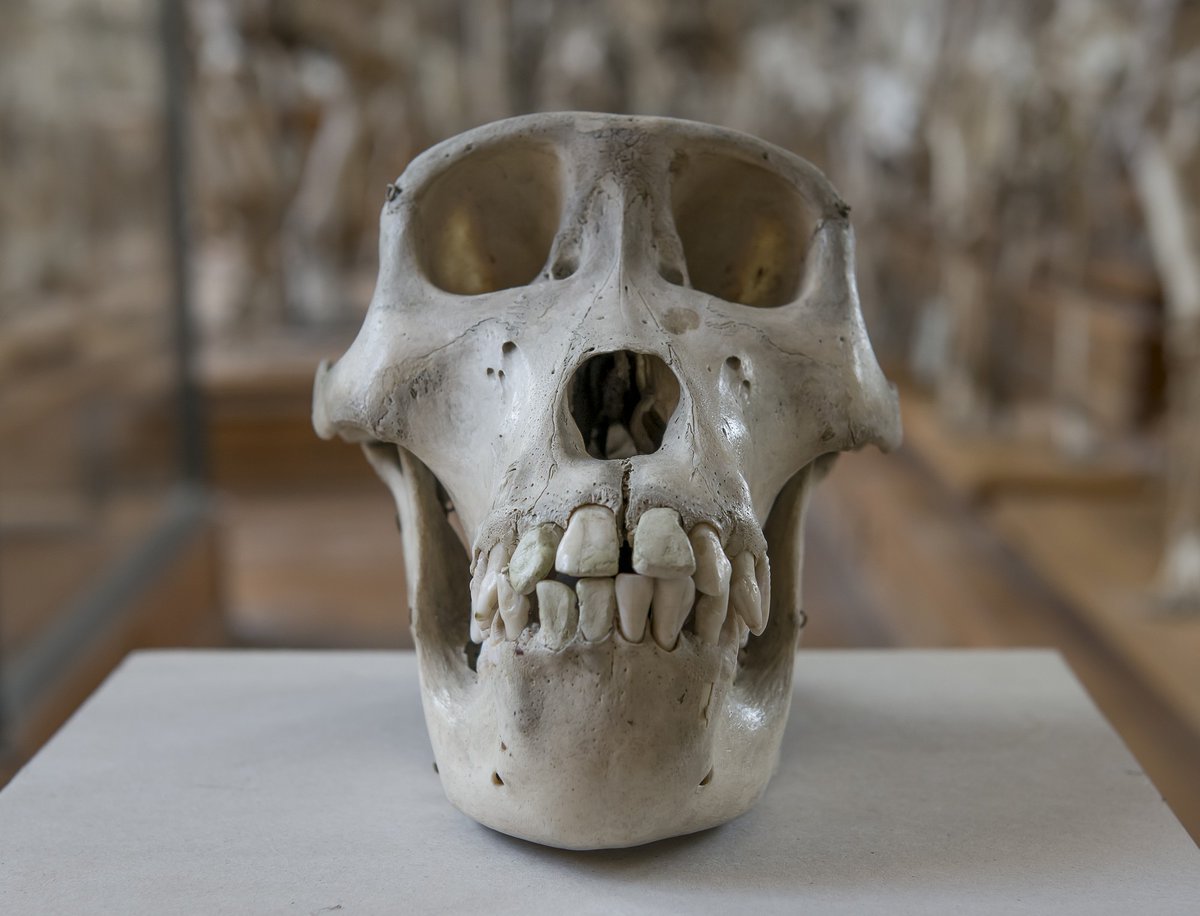 Muséum national d'Histoire naturelle tweet media
