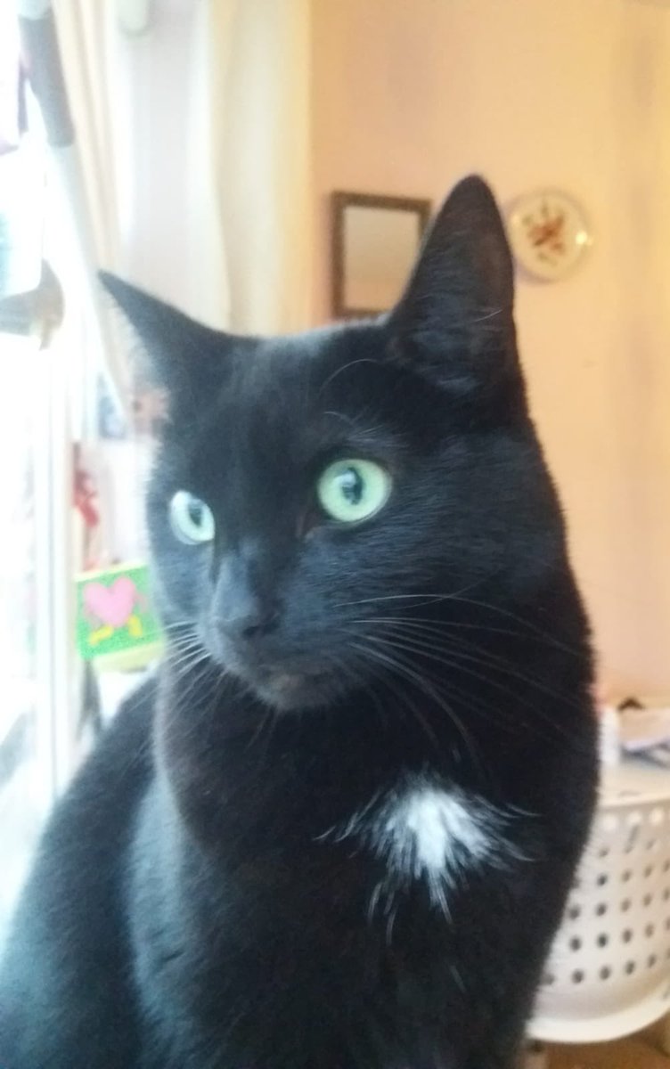 Luna still not home. 8 nights out in the cold now. She may be in the Woodbine Park/Drive/Road area of Raheny or may have gone further into Grange Woodbine or Edenmore. Please call Derek if you see her on 0871754725