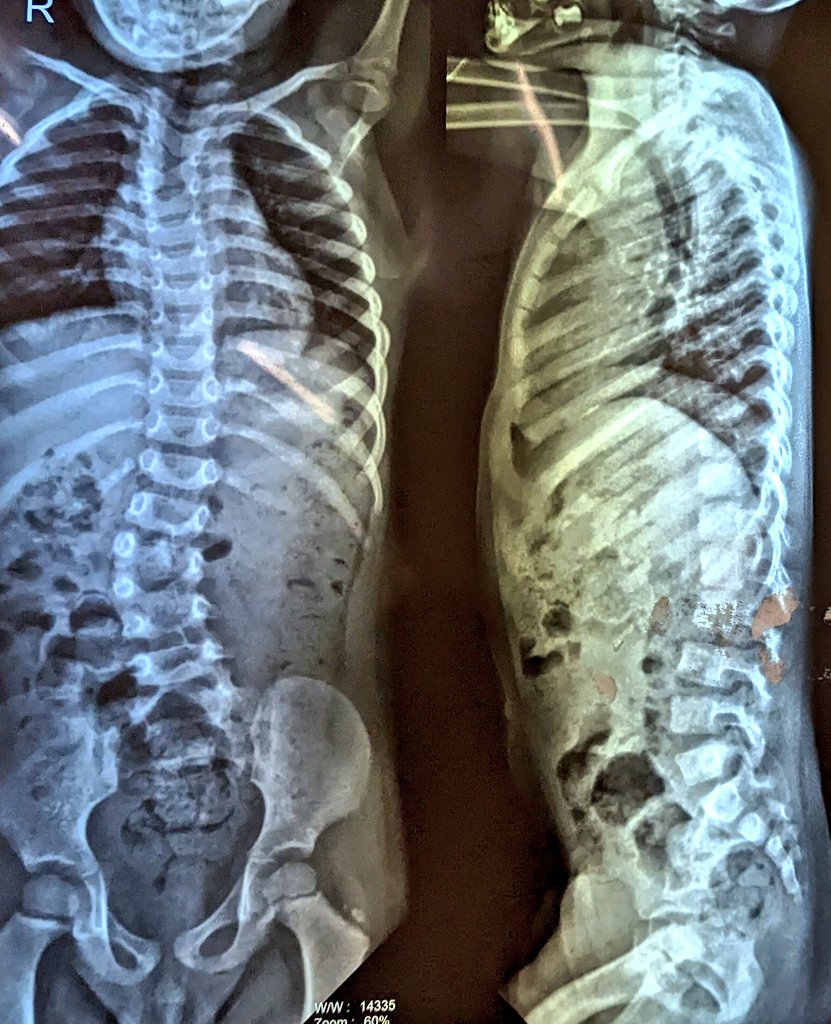 Orthopod tweet media