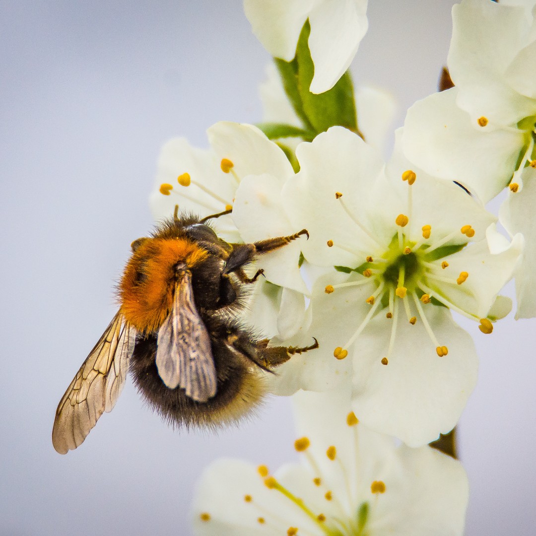 Bumblebee Conservation Trust tweet media