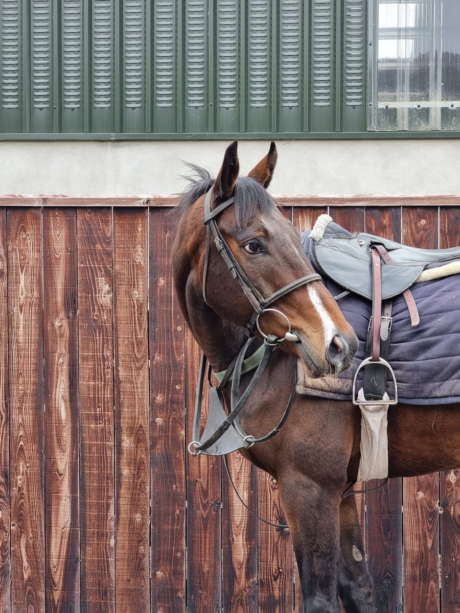 LorusProjects's tweet image. Good Luck to our unraced Well Chosen 5 Yr old Gelding called Atacanter as he makes his debut in Cork later today.