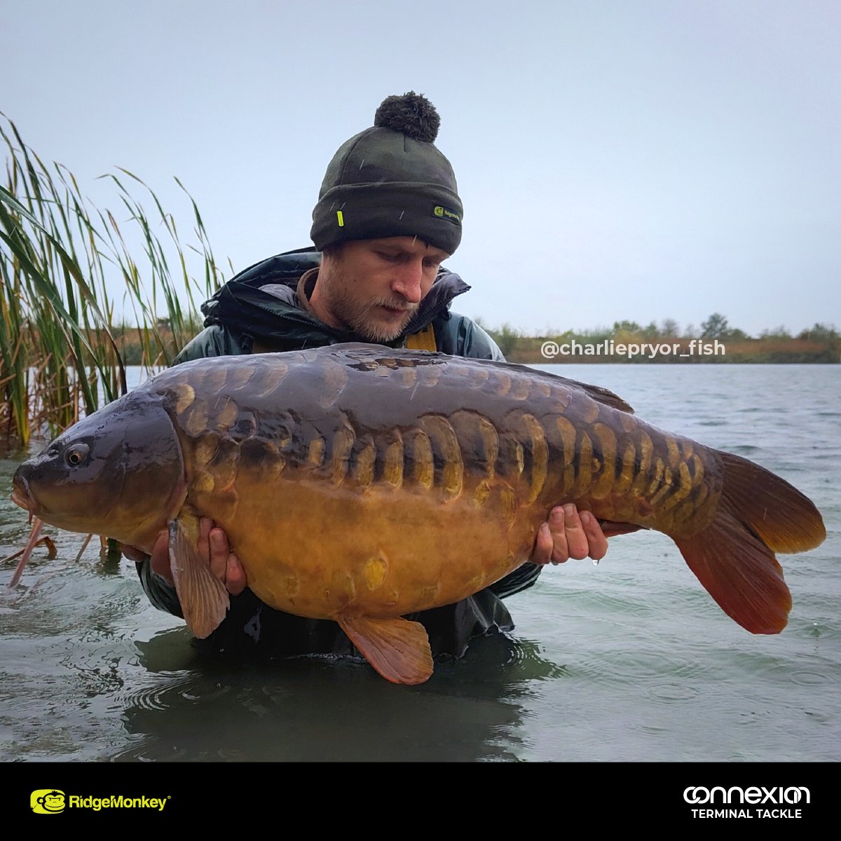 RidgeMonkey on X: Charlie Pryor, smashing it as always 👊 Charlie was back  amongst the fish with a hit of 6 carp with four 30s and two 20s from The  Rise 👏