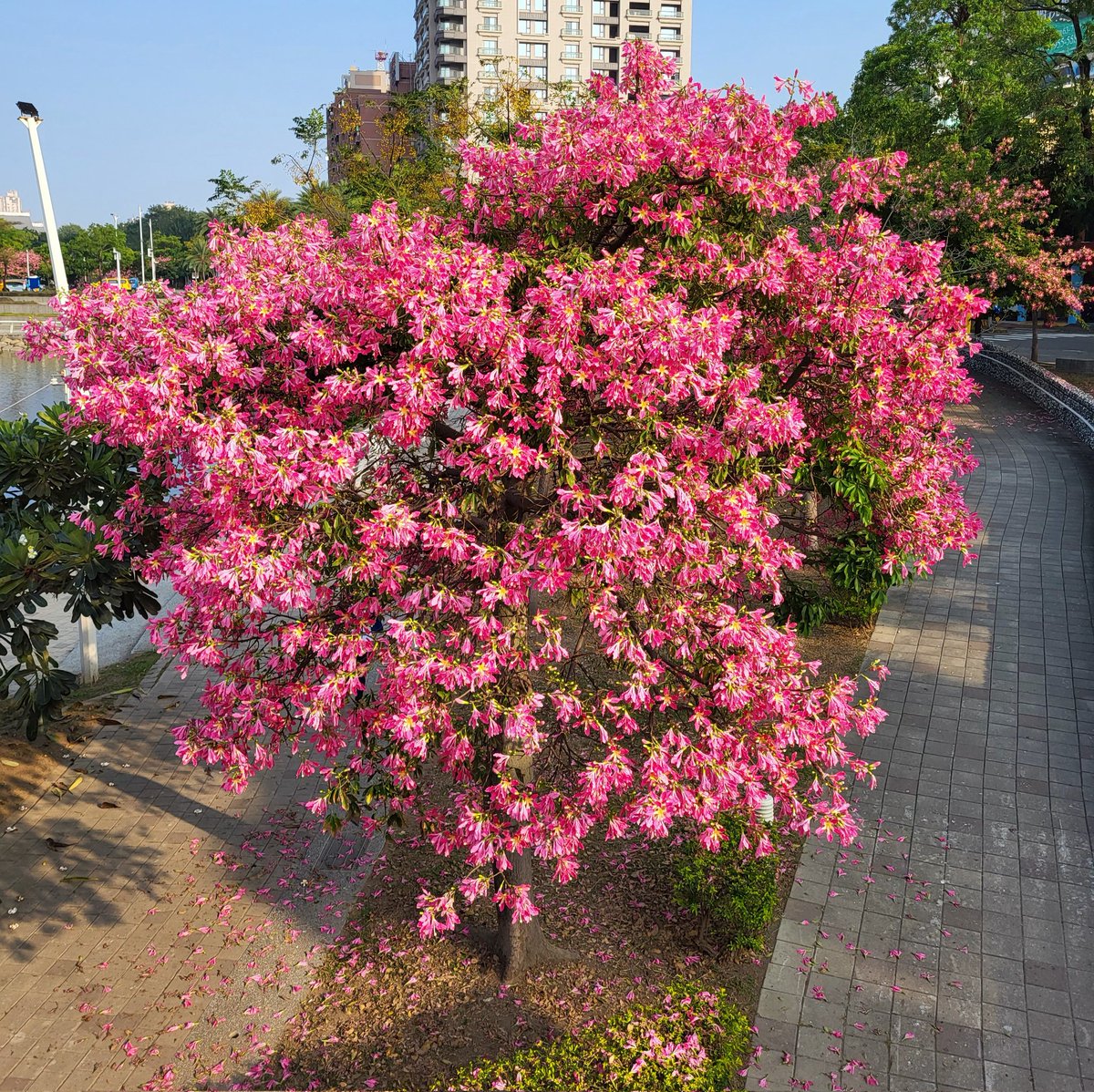 JerWeio's tweet photo. 冬暖花開之時

#美人樹 #愛河景點 #三民區 #高雄景點 #愛河

#s21fe https://t.co/b2Phmb9S2B