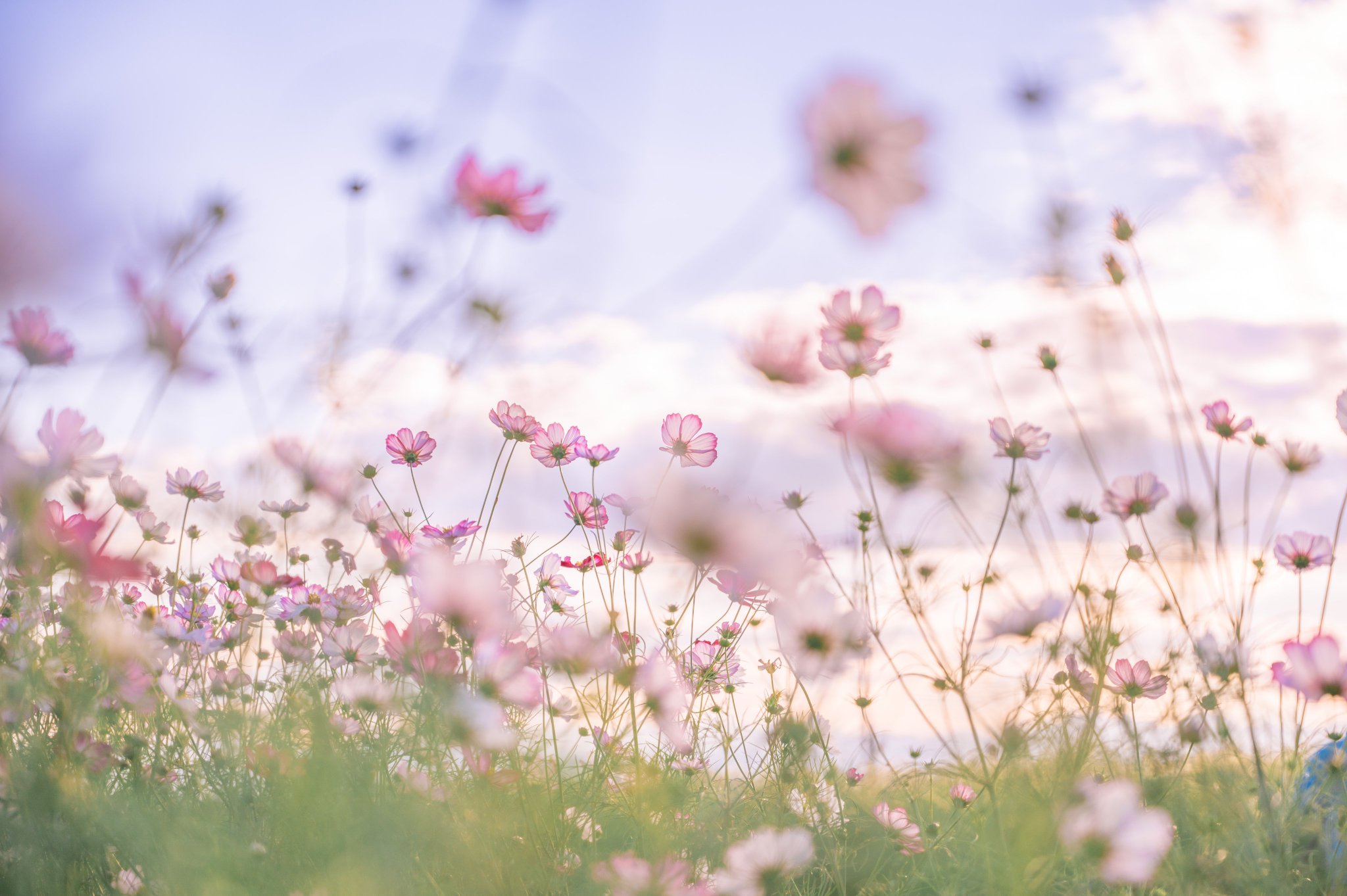 on-twitter-cosmos-color-https-t-co-fjvkqf9s0k
