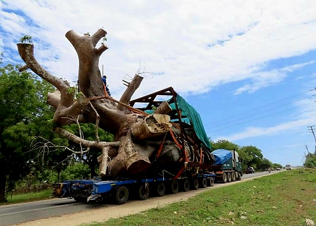 mohammedhersi's tweet photo. Under Kenya Kwanza manifesto  value addition has been used like confetti 🎊. Allowing Baobab trees to be uprooted and shipped off is sheer madness. https://t.co/iS21t9AkF2