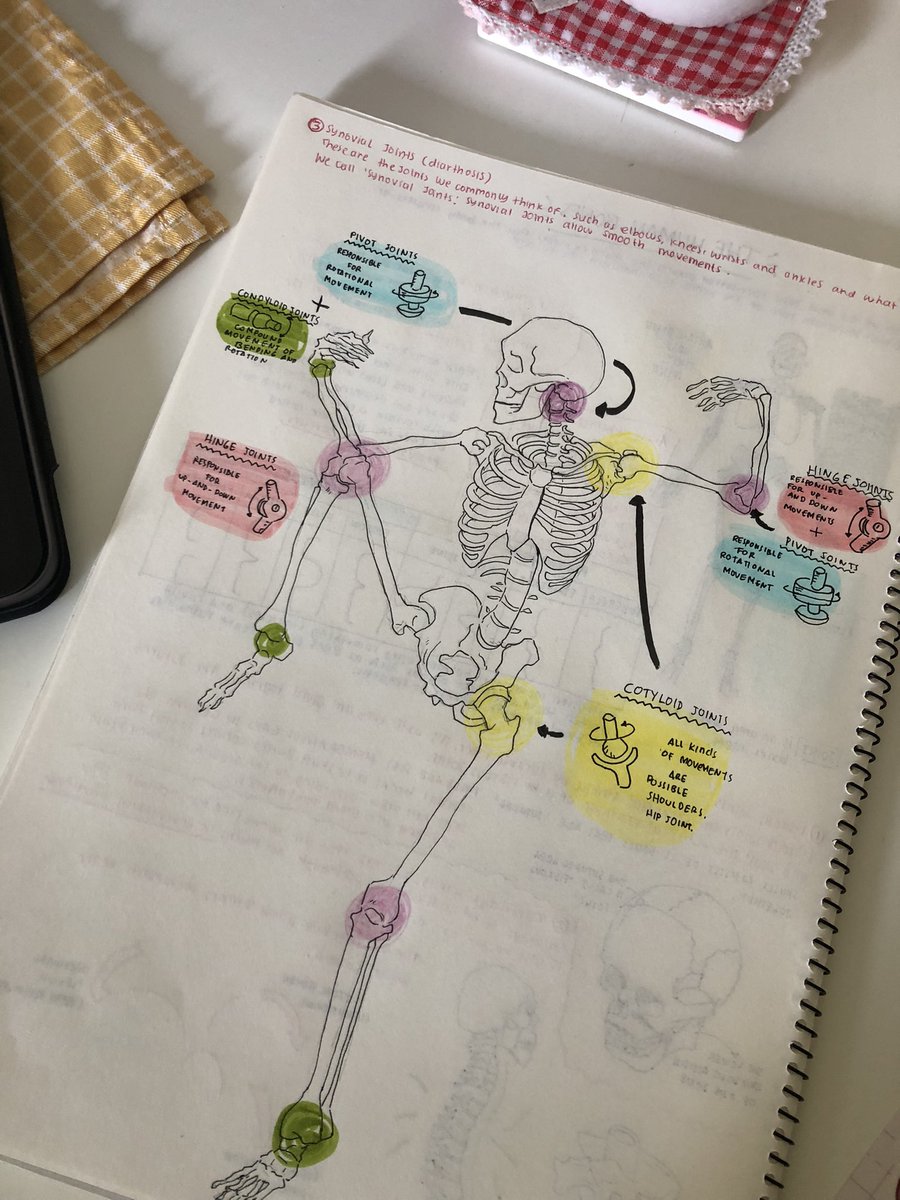 Anatomy is fun 💀 