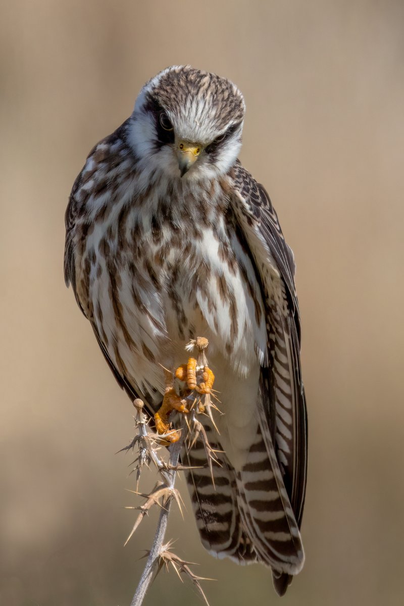female Red-footed falcon #Cyprus #Birds