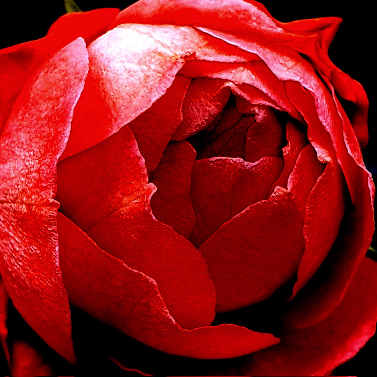 Frosted beauty

#YouTopian #OctoPush