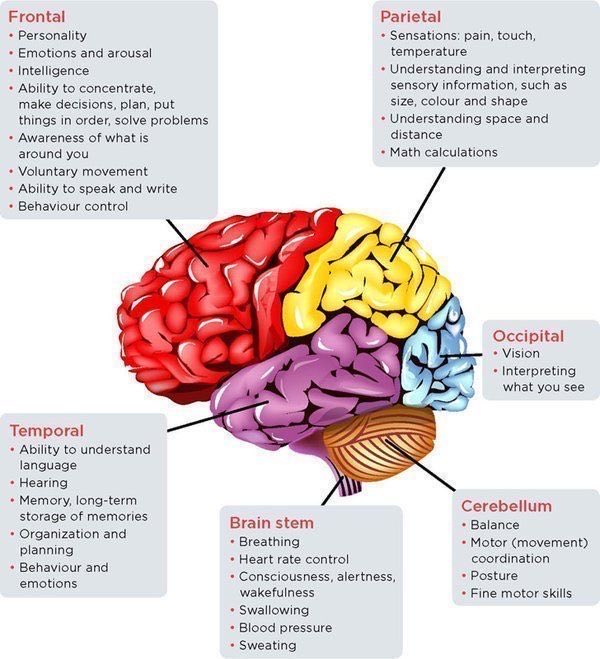 A nice general overview of functions of brain by location.
#brainaware 
#brainbasedlearning
#neuroscience 🧠🌱