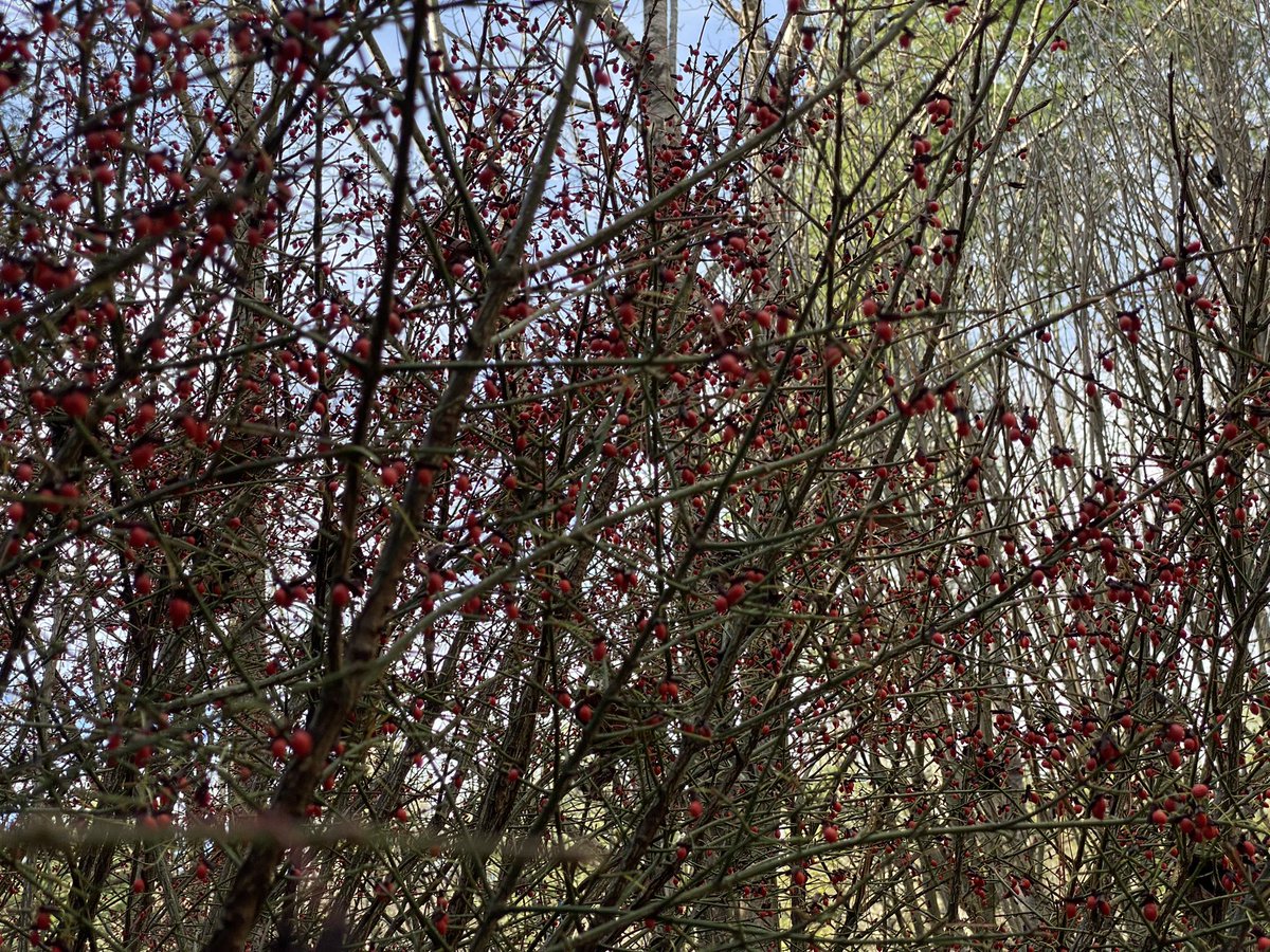 #Burningbush #Euonymous_alatus #bush #shrub #myplants2022 #autumn #fall #autumnfall #AutumnVibes #fallvibes #outdoors #nature #plants #plant #SaveTheBees #bushes #shrubs #gardening #gardeners #GardenersWorld #gardens #gardener #plantlife #plantlover #burningbushseeds #seeds