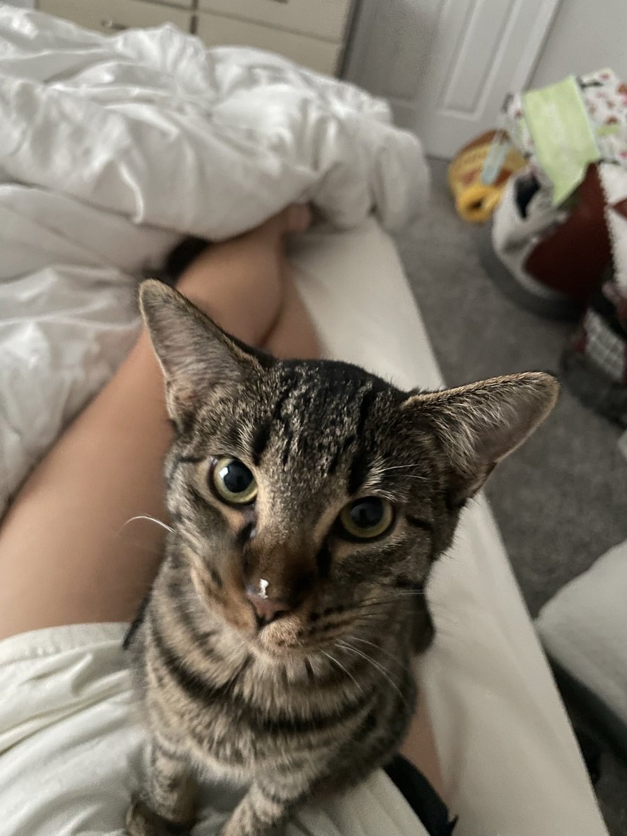 DylanRenter's tweet image. Everyday i say thank you to my kitten for choosing me to be her mama… is that sad 😂😂