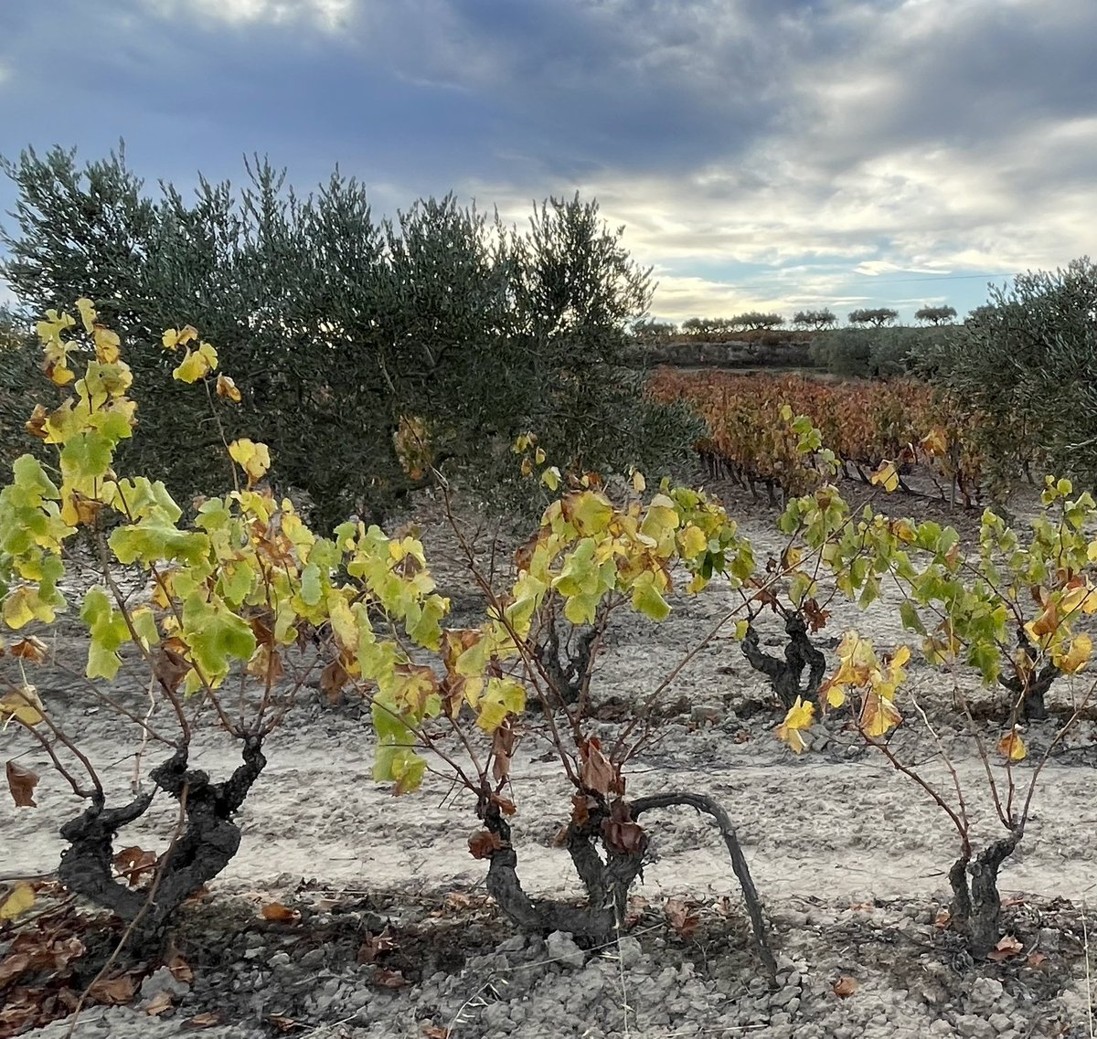 MugaAlejandro's tweet image. #murgon en amarillo.