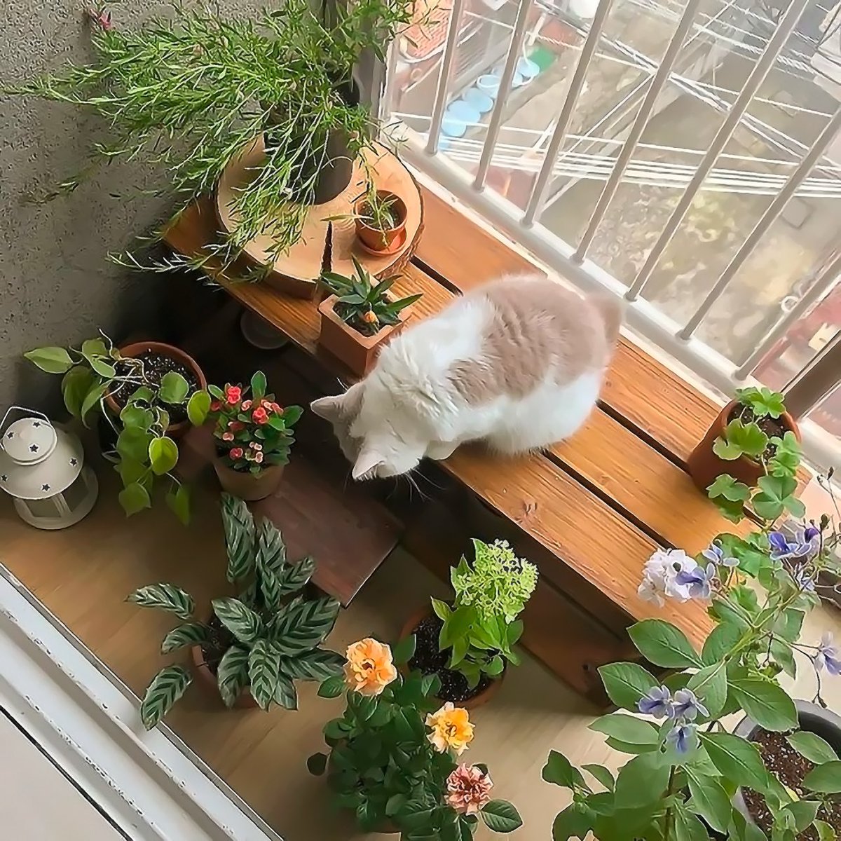 𝗽𝗼𝘀𝘁 𝗻𝗼𝘁𝗶𝗳𝗶𝗰𝗮𝘁𝗶𝗼𝗻 ! 

𝚗𝚎𝚠  𝚙𝚘𝚜𝚝  𝚏𝚛𝚘𝚖 
@ Oriannablack
 11 ╱ 13 ╱ ²⁰²²

❝ plant mom. ❞