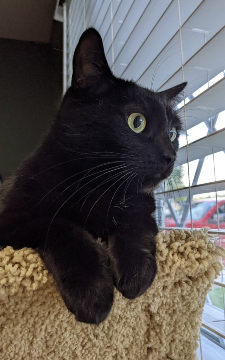 PinUp220's tweet image. My Luna patiently waiting for a @DragxTalk tour 🖤