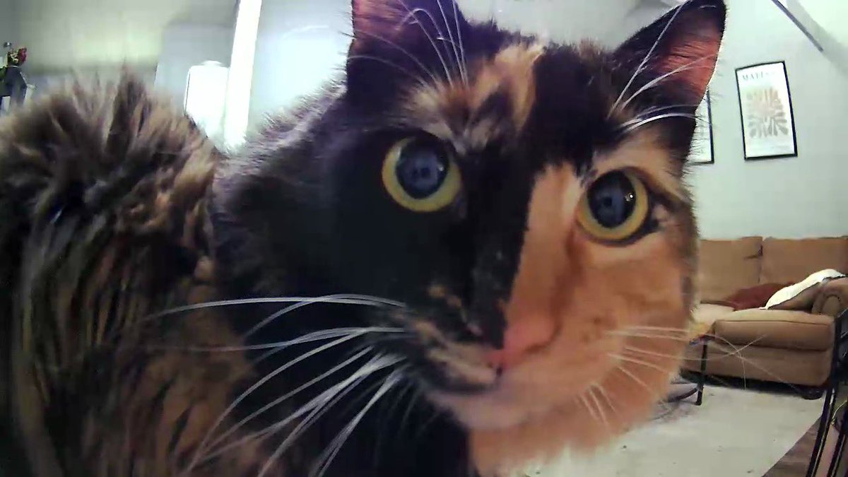 oliviawestmoron's tweet photo. @chaoticcatpics https://t.co/9ynGwieufp