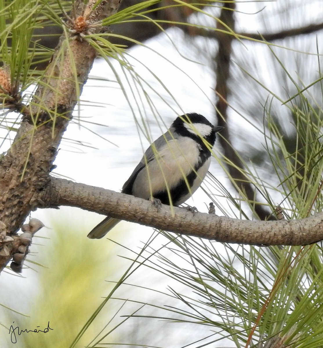 khan210174's tweet image. CINEREOUS TIT Parus cinereus #Islamabad  #october2020 #birdwatching #birdphotography #birds #birding #BirdTwitter @WWFPak #NatGeoEsp #natgeoindia #DiscoveryPlus #birdsofpakistan @TaiwanBirding