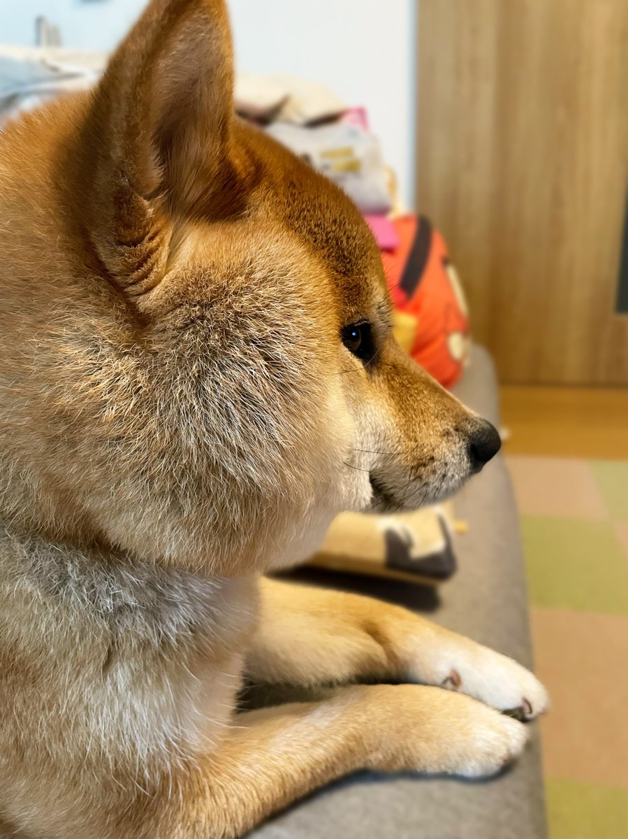 かぼすさんはタヌキ柴犬なので、短めマズルが可愛いのです。 あとはアゴと口周りのたぷたぷも気持ちよくておすすめです☺️ #柴犬 #かぼすさん  #shiba #shibainu