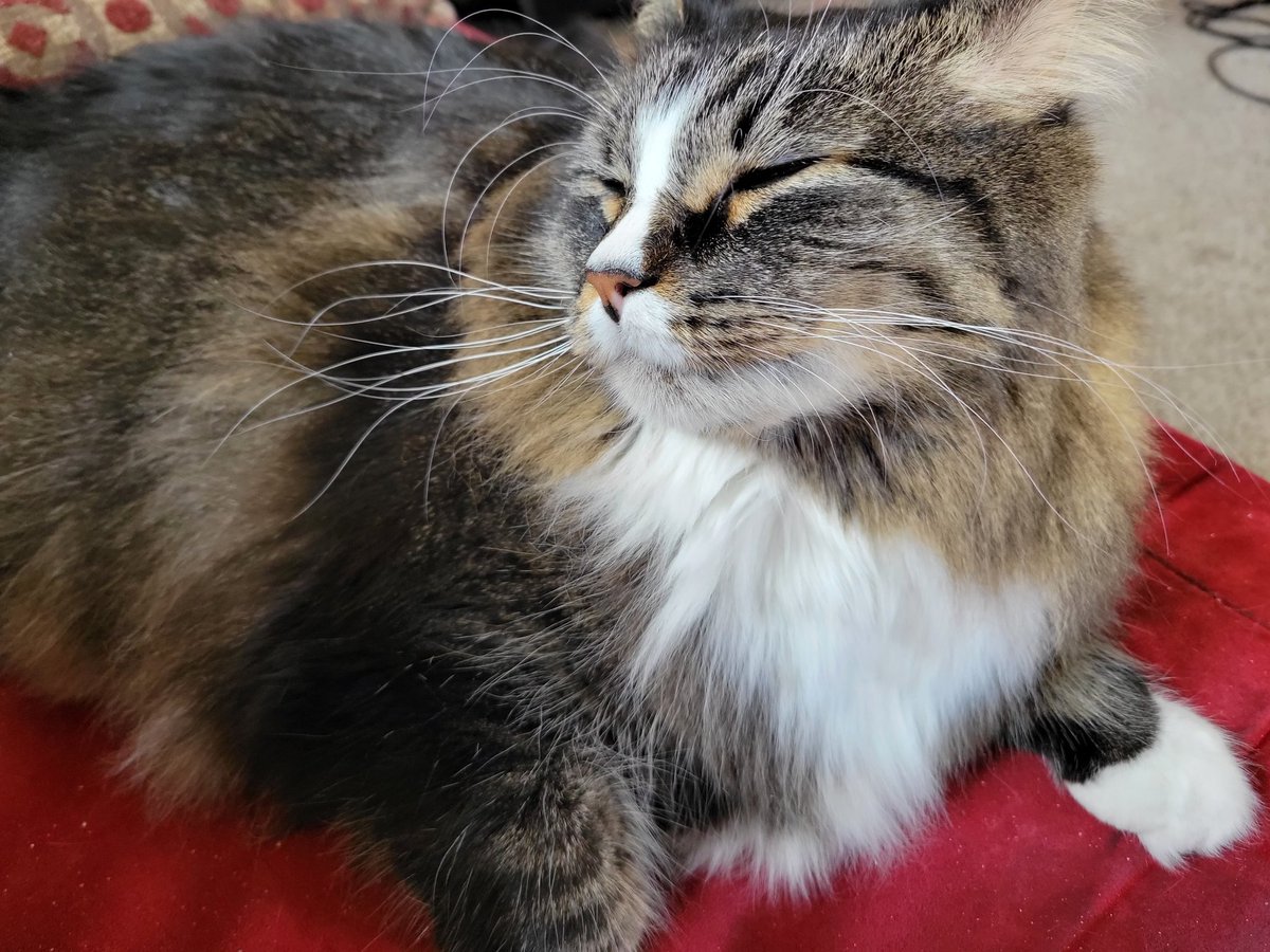 EGOTKittens tweet media