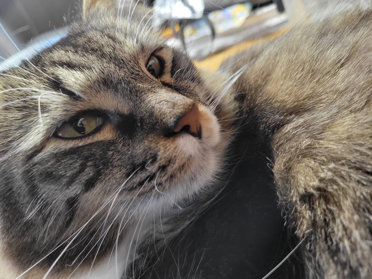 EGOTKittens tweet media