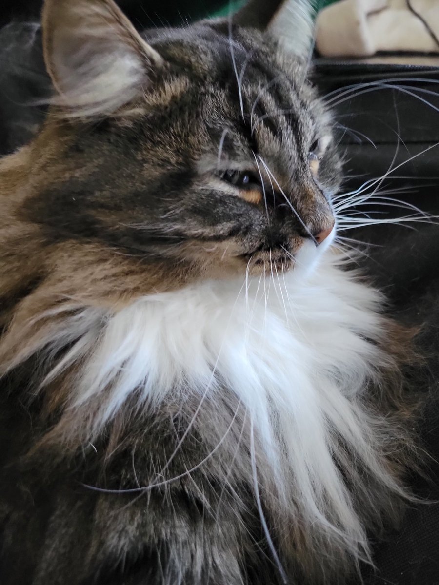 EGOTKittens tweet media