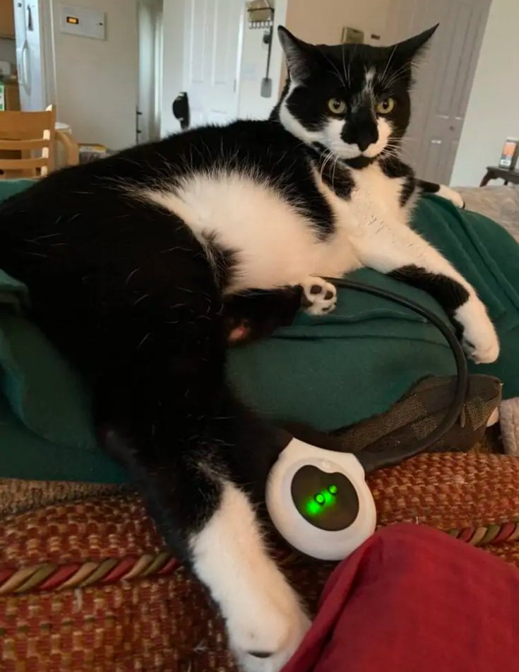 zomedica's tweet photo. "How to decide Rascal's treatment plan was like flipping a coin...it felt like a no-win situation - until we found the Assisi Loop," Rascal's dad reflects. Read the full interview: https://t.co/hsTg1fSonG #assisilooptherapy https://t.co/GJQtoVaezq