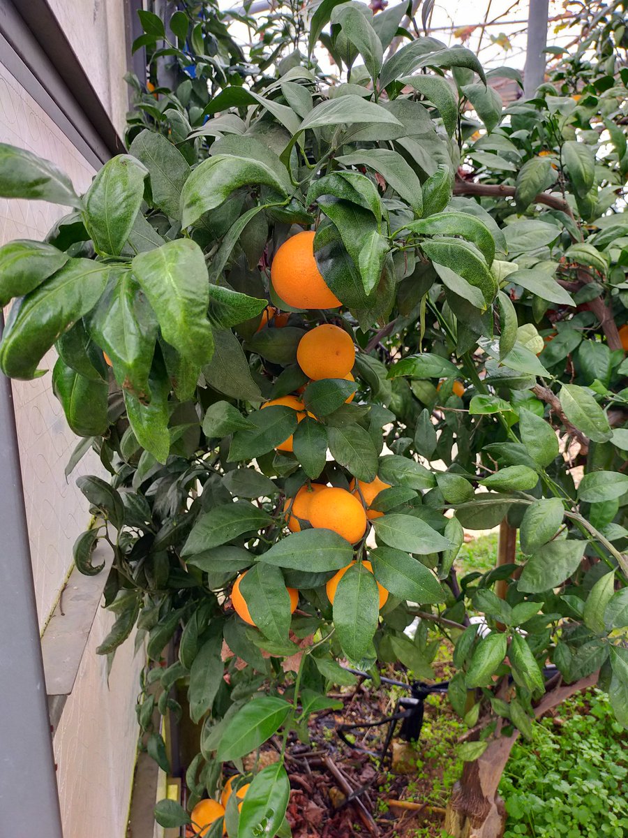 みかん狩り🍊に来てます。 https://t.co/rsD2E6A1Hm