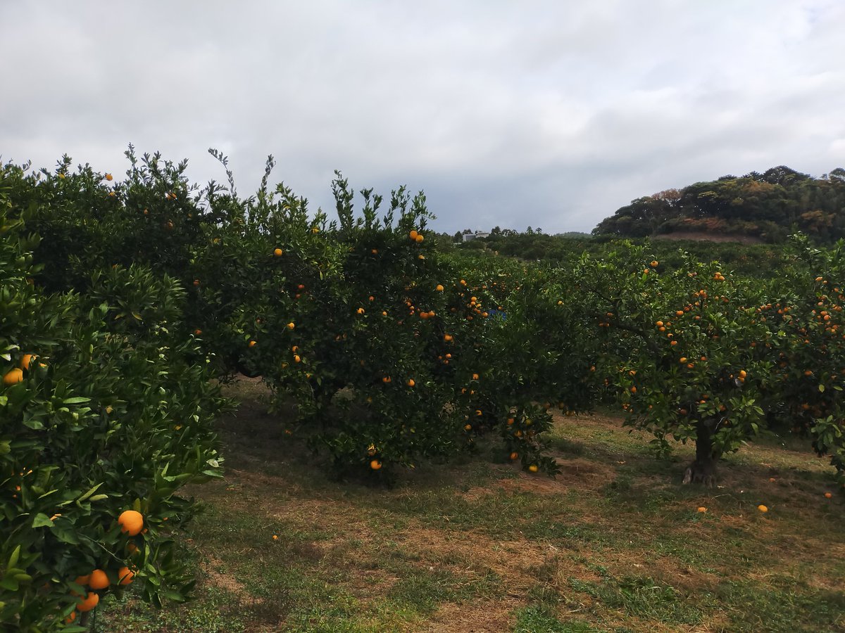 みかん狩り🍊に来てます。 https://t.co/rsD2E6A1Hm