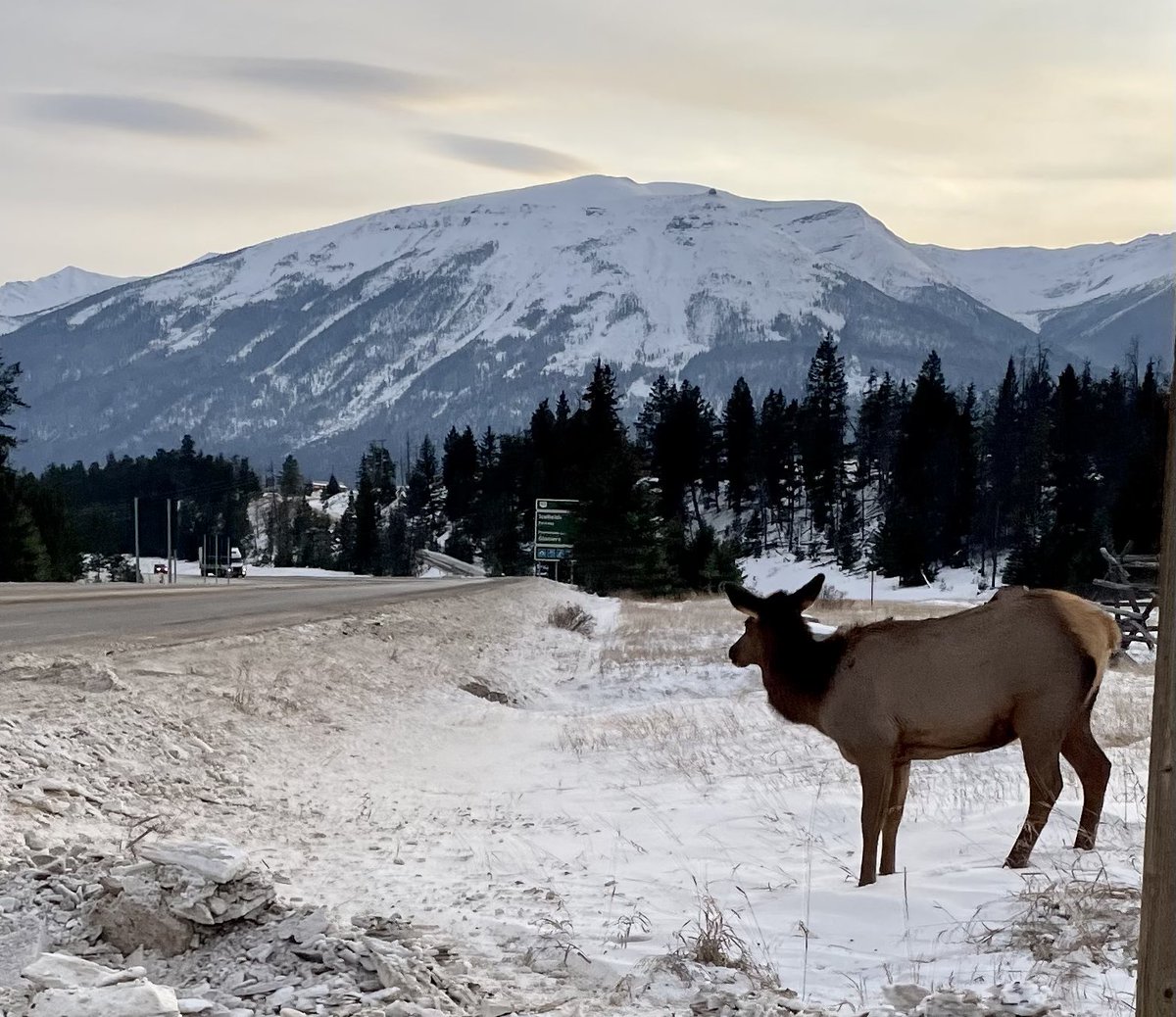 montaruli8's tweet photo. Early season powday and lots of wildlife on the drive #marmotbasin https://t.co/KvaaD5RjVW