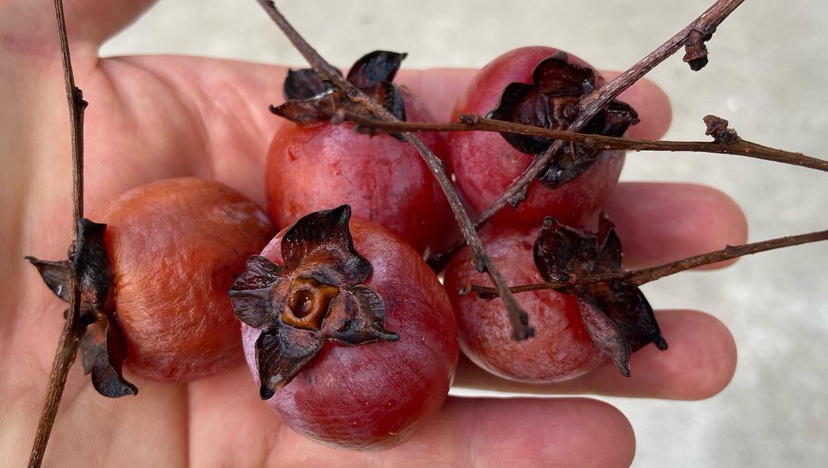 NCGardening's tweet photo. I found a wild American #persimmon in the neighborhood. Pretty awesome! The fruits are tiny, but oh-so delicious!
#fruittrees #persimmontree #growyourown #growyourownfood #garden #gardening #gardeningtips #ncgardening #homegarden #backyardgarden #foodforest #ediblelandscaping https://t.co/i5Hr3CQzXm