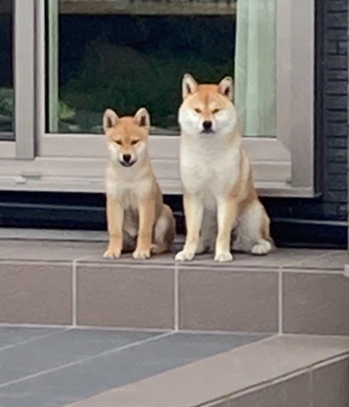 仲良く雨やどり☂️☂️
#柴犬