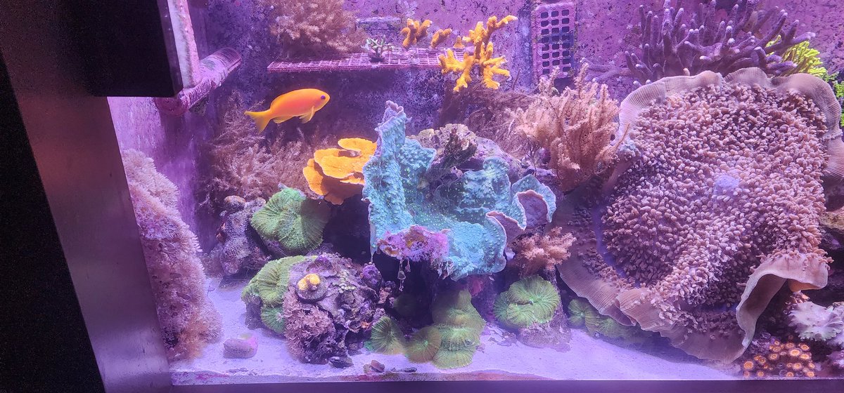 TheHoffa88's tweet photo. Thought a reef update pic would show how stability and good equipment can provide measurable gains and spectacular colors!! Reef is 2½ yrs. old. Thanks to #BRS #fishdoctor #fishofhex 👍😉👏💯👏 https://t.co/5INUyUZqyG