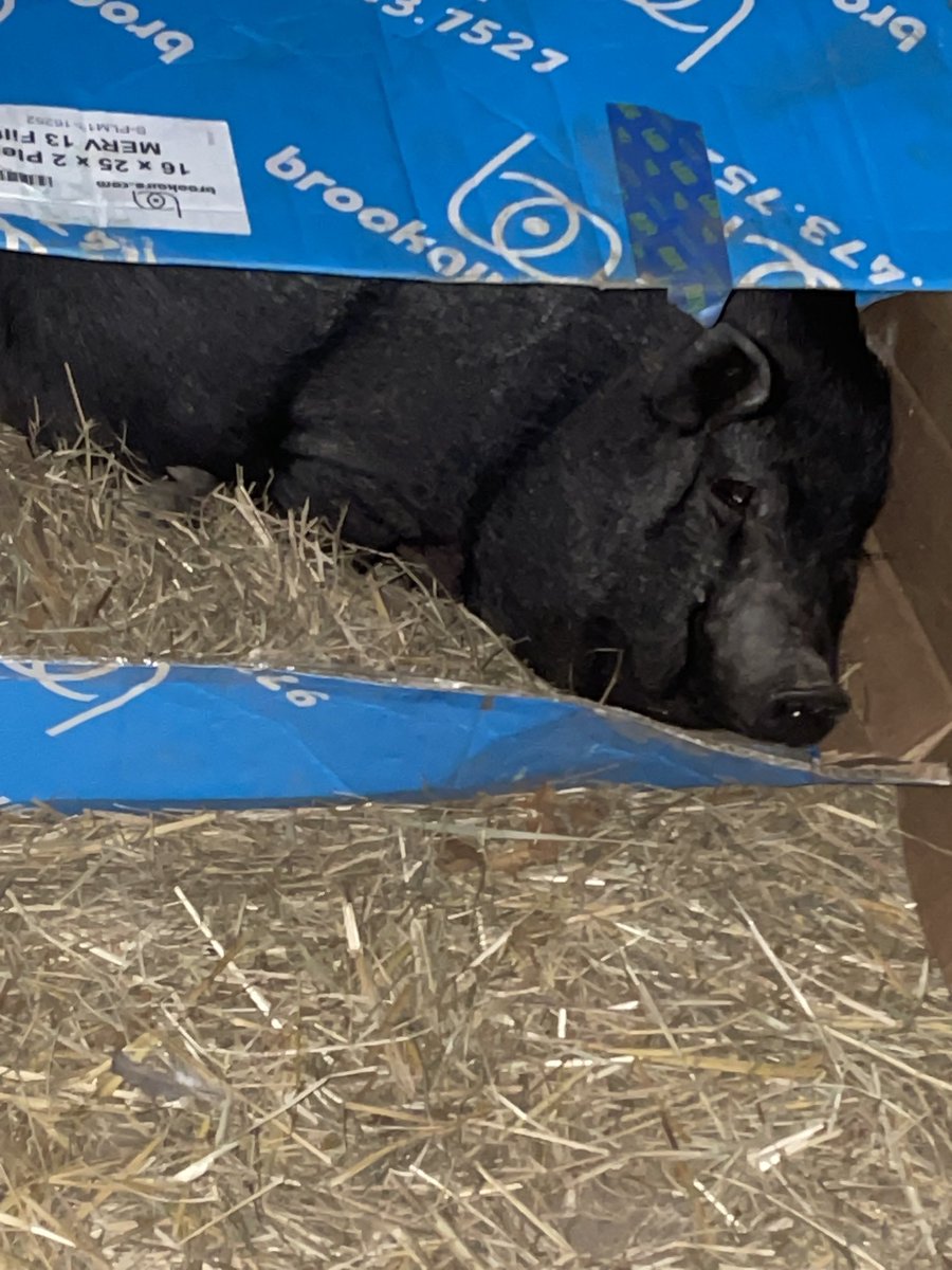 Ophelia decided her box was her bed tonight.