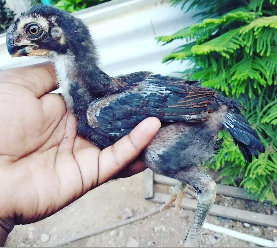 ThePrimalDino's tweet photo. There are some birds out there that are literally just dinosaurs.

Yes, technically all birds are dinosaurs, but some, like the Parrot beaked Aseel literally look like they belong in the Mesozoic running around with the other non avian dinosaurs. https://t.co/QuuOWB4dZh
