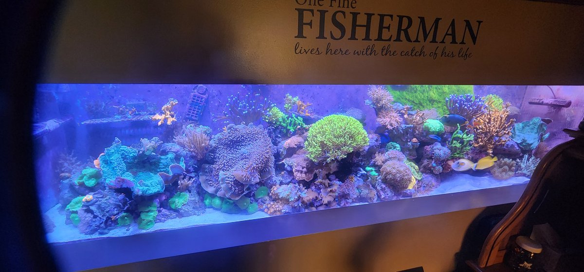 TheHoffa88's tweet photo. 2½ Yrs. makes quite the difference in the home reef. 200 gal. Auto- H²0 change and Neptune Apex controlled automation, Kessil lighting, Reef Octo Regal 200 skimmer, and custom DIY sump. #neptunesystems #brs https://t.co/zdhOPR3lJq