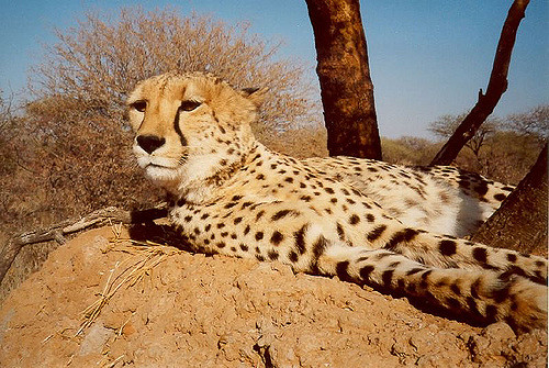 HourlyCheetahs's tweet photo. HourlyCheetahs presents: https://t.co/qTZgUGMPxr